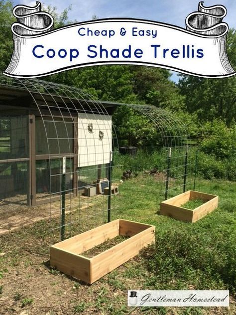 Shade Trellis for the Chicken Coop (Gentleman Homestead) Chicken Coop Shade Ideas, Hop Trellis, Planting Grapes, Shade Trellis, Coral Vine, Arizona Summer, Growing Peas, Easy Chicken Coop, Shade Ideas