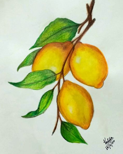 Lemon Color Pencil Drawing, Drawing Lemon, Lemon Drawing, Ap Drawing, Natural Form Art, Color Pencil Sketch, Unicorn Painting, Lemon Painting, Fruits Drawing