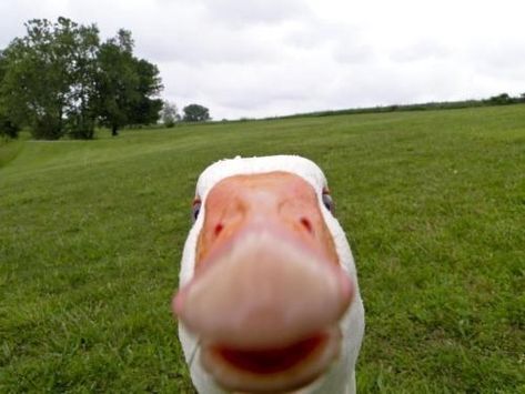 TURN IT AROUND, TURN IT AROUND! | 22 Pictures That Perfectly Sum Up Opening Your Front Facing Camera Funny Animal Pictures, Duck Pictures, Funny P, Funny Duck, Mind Blowing Facts, Funny Captions, Groundhog Day, Funny Bunnies, Weird Facts