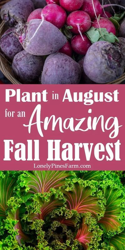 Vegetables To Plant, Tattoo Plant, Homestead Gardens, Fall Vegetables, Fall Garden Vegetables, Garden Veggies, Fall Garden, Veg Garden, Home Vegetable Garden