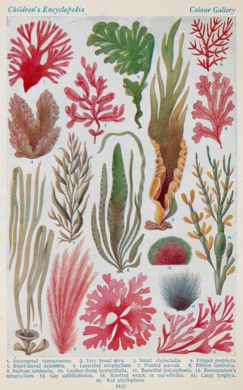 Larousse illustrations - a set on Flickr Animal Illustrations, Lobelia Cardinalis, Botanisk Illustration, Underwater Plants, Sea Plants, Underwater Art, Vintage Botanical Prints, Plant Drawing, Scientific Illustration