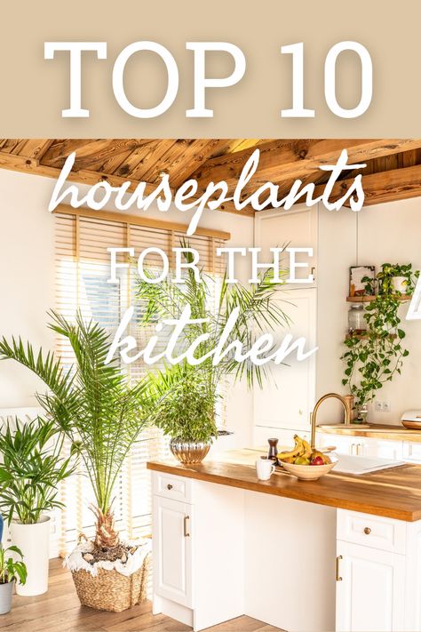 What brightens up the kitchen better than shiny green plants? Get the Know How on the top 10 best kitchen houseplants to try. Best Plant For Kitchen, Decorating With Plants Indoors Kitchen, Kitchen Design With Plants, Plant Decor In Kitchen, Decorating Kitchen With Plants, Houseplants In Kitchen, Houseplants Decor Kitchen, Kitchen Plant Decor Ideas, Kitchen Decor With Plants
