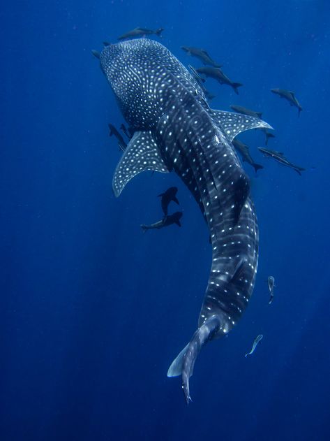 WhaleShark_1000 Sharks, Design, Fish, Shark Bites Piercing, Blue Whale, Amazing Facts, Mini Quilt, Facts About