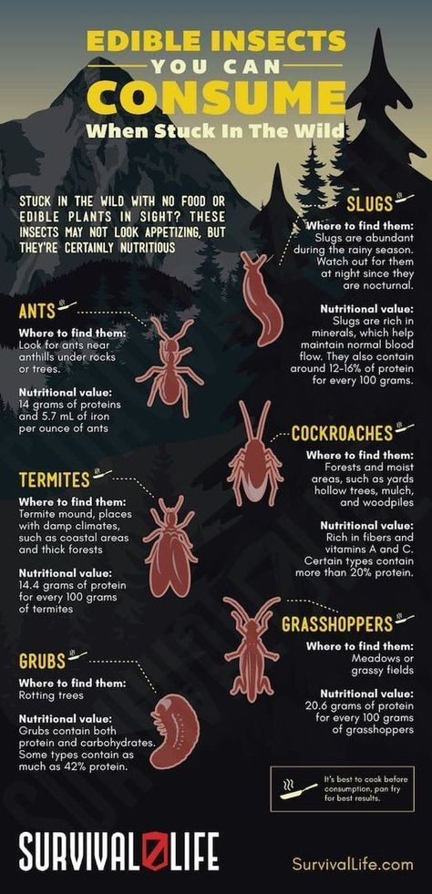 Survival Kits, Zombie Apocalypse Survival, Edible Insects, Shtf Survival, Survival Skills Life Hacks, Surviving In The Wild, Survival Life Hacks, Apocalypse Survival, Survival Techniques