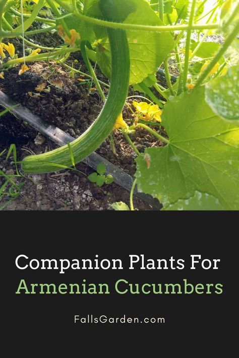 Companion Plants For Cucumbers, Cucumber Leaves Turning Yellow, Rye Plant, Armenian Cucumber, Cucumber Companion Plants, Cucumber Plants, Best Companion Plants, Yarrow Plant, Cucumber Varieties