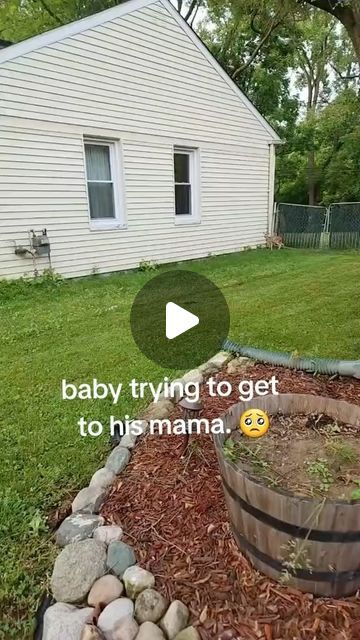 Ramblings on Instagram: "Watch mama deer stop and look back in thanks as her baby is rescued 🥰 . . 🎬🙏 Kari on TT Please Dm me for credit or removal All rights® are on & below to their respective owners 🙏 . . #reels #reelsinstagram #animalreels #wildlifereels #naturereels #reeloftheday #trending #trendingreels #viralvideo #videooftheday #love #kindnessmatters #wildliferescue #animalrescue #kindness #fawn #bambi #deer #deerlover #deerofinstagram #animallovers #cuteanimals #animalloversofinstagram #cuteanimalvideos #animalsofinstagram #cutebabyanimals #babyanimals #wildlifelovers #wildlifeofinstagram #wildlifeplanet" Nature, Funny Baby Animals, Pet Deer, Dog Haircut, Baby Animals Videos, Adorable Baby Animals, Baby Animal Videos, Water Creatures, Dog Haircuts