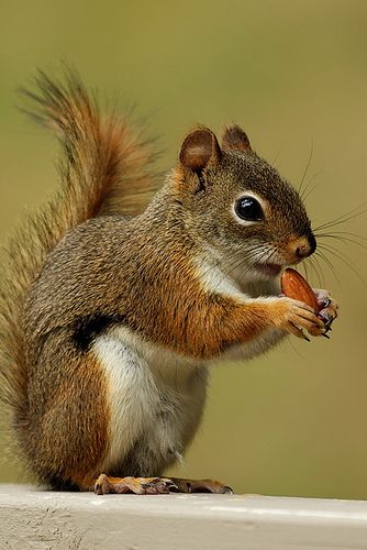 Squirrel Photography Beautiful, Cute Squirrel Pictures, Picture Of Squirrel, Squerril Cute, Squirrel Reference Photo, Squirrel Drawing Reference, Squirrels Cute, Squirrel Illustration Cute, Squirell Drawing