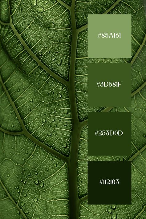 Sage Green Color Palette showcases a detailed close-up of a leaf with prominent veins and water droplets. The intricate network of veins is highlighted in various shades of sage green, creating a fresh and serene visual effect. Green And Brick Color Palette, Forest Theme Color Palette, Dark Green And Gray Color Palette, Tropical Green Color Palette, Sage Green Color Combos, Green Color Palette Canva, Sage Green Palette Color Combinations, Shades Of Green Palette, Green Palette Colour Schemes