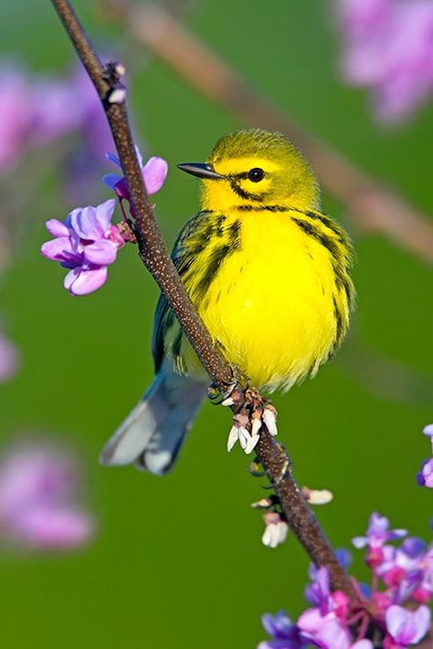 Prairie warbler sitting on flowering branch Prairie Warbler, Birds On Flowers, Bird Aesthetic, Wallpaper Dog Aesthetic, Bird Anime, Animals And Pet Supplies, Dog Tattoo Ideas, Wallpaper Dog, Aesthetic Dog