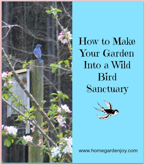 I've always wanted to do this! Make your yard into a wild bird sanctuary. Wild Birds Backyards, Backyard Birds Sanctuary, Birds Home, Bird Sanctuary, Bird Watchers, Home Gardening, Diy Birds, Green Pasture, Wildlife Gardening