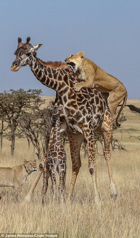 Pride of lions take down a baby giraffe on Kenya's Maasai Mara | Daily Mail Online Nature, Safari Aesthetic, Lion Photos, Pride Of Lions, Baby Giraffes, Kids Indoor Playhouse, Chinese Dragon Art, Elephant Shrew, Maasai Mara