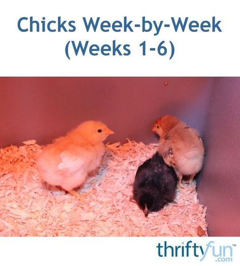 Buff Orpington Chickens, Baby Chicks Raising, Raising Chicks, Backyard Chicken Farming, Silkie Chickens, Chicken Life, Raising Backyard Chickens, Chicken Lady, Baby Chickens