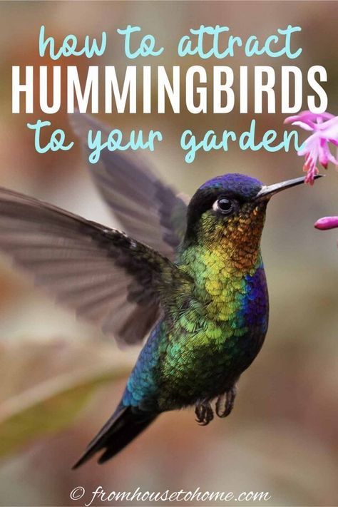 These tips for how to make a hummingbird garden are great! Learn what flowers, feeders and design elements you will need to turn get hummingbirds to move into your backyard.  #fromhousetohome #hummingbirds #bird #gardeningtips #gardenideas  #birds Hummingbird Symbolism, Attracting Hummingbirds, Backyard Birds Sanctuary, Flowers That Attract Hummingbirds, Hummingbird Food, Hummingbird Nests, Hummingbird Plants, Attract Hummingbirds, Hummingbird Flowers