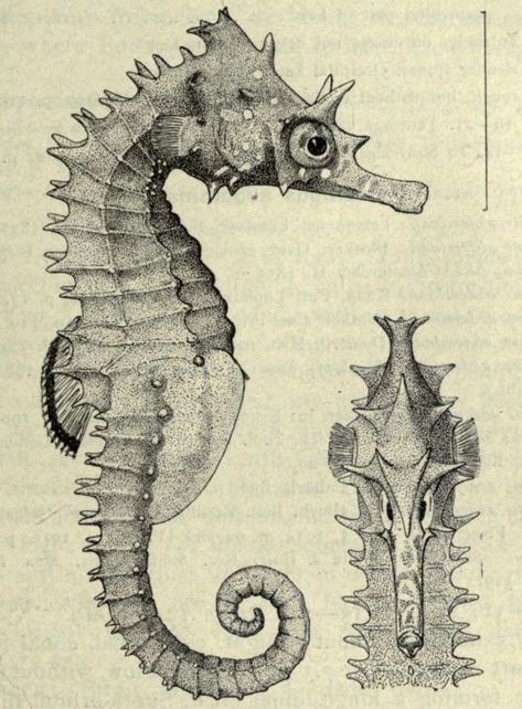 1000+ images about Seahorse on Pinterest | Seahorses, Horses and ... Nature Illustrations, Seahorses, Scientific Drawing, Marine Creatures, Science Illustration, 흑백 그림, Sea Horse, Scientific Illustration, Nature Illustration