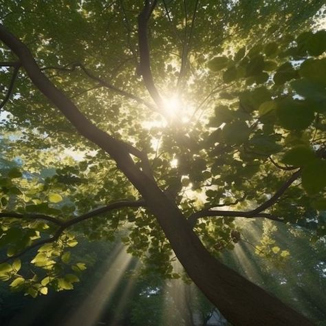 a beam of light through the foliage of a tree Nature, Room References, Tea Aesthetic, Oc Aesthetic, Beam Of Light, Arch Interior, Dappled Light, Tree Canopy, Sun Light