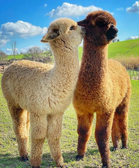 Iphone Wallpaper Travel, Alpaca Pictures, Alpaca Funny, Fat Animals, Fashion Show Makeup, Llama Arts, Alpaca Toy, Friday Vibes, Alpaca Farm