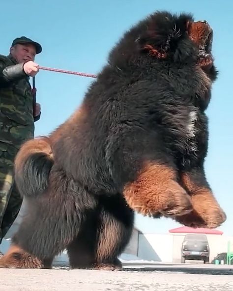 8.7M views · 235K reactions | The unique Tibetan Mastiff dog breed | The unique Tibetan Mastiff dog breed | By Lilyon | Facebook Tiberian Mastiff, Faceclaims Shifting, Tibetan Mastif, Massive Dog Breeds, Huge Dog Breeds, Irish Wolfhound Mix, Massive Dog, Dog Tongue, Dog Oc