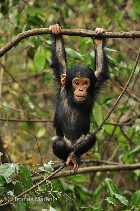 Baby Chimpanzee, Dog Portraits Art, Photo Animaliere, Monkey Pictures, Cute Monkey, African Wildlife, Pet Costumes, Portraits From Photos, African Animals