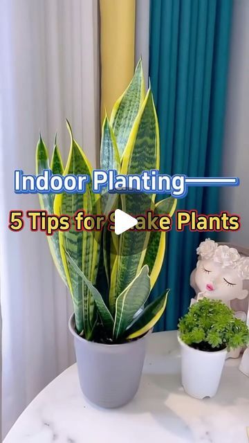 GardenHomeMania on Instagram: "5 tips for planting snake plants #homegarden #indoorplants #garden #plants #snakeplant" Pots For Snake Plants, How To Care For A Snake Plant, Snake Plant Care Indoor, Snake Plant Propagation, Snake Plant Indoor, Plants Tips, Big Planters, Perennial Gardens, Plants In Jars