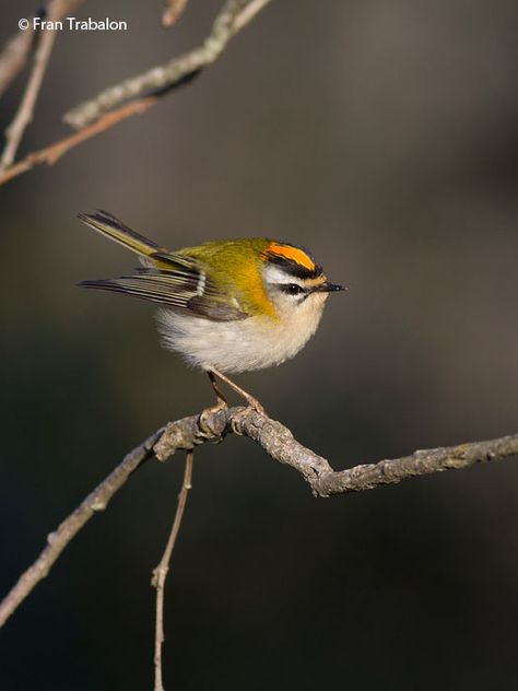 Common Firecrest	(Regulus ignicapilla) Orange Crown, Most Beautiful Birds, Tiny Bird, Australian Birds, Wildlife Photos, Bird Drawings, Wildlife Animals, Pretty Birds, Bird Photo