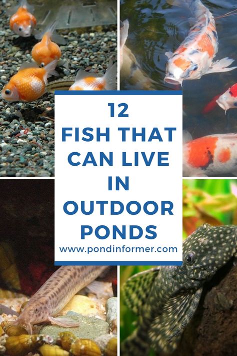 Backyard Pond With Beach, Fish Hiding Places Diy, Fish Pond Ideas Small Garden, Backyard Turtle Pond Ideas, Container Koi Pond, Koi Garden Pond, Outdoor Fish Tank Ideas Garden Ponds, Diy Water Pond, Building A Fish Pond