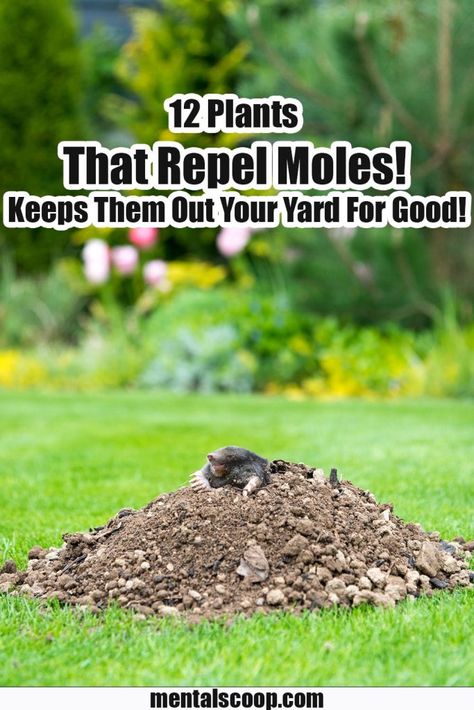 Mole Removal Yard, Moles In Yard, Mole Tunnels, Castor Bean Plant, Mole Repellent, Irish Spring Soap, Getting Rid Of Mice, Bean Plant, Attracting Beneficial Insects