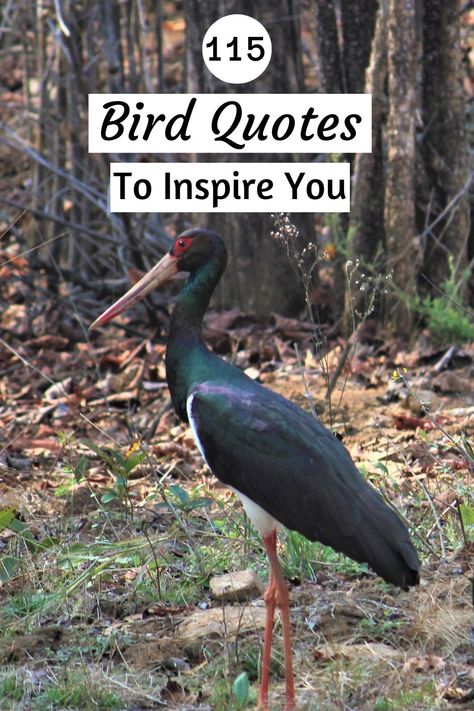 bird quotes Cute Bird Quotes, Bird House Quotes, Poem About Birds, Bird Quotes Inspirational, Quotes About Birds Nature, Bird Signs And Sayings, Quotes About Birds Short, Fly Like A Bird Quotes Inspiration, Bird Watching Quotes