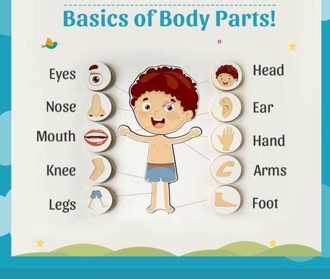 EVS worksheet
Kids worksheet
Parts of body name. Parts Of Body Name, Body Parts Theme, Teacch Activities, Body Name, Kids Classroom Decor, Parts Of Body, Body Parts Preschool, Baby Birthday Photoshoot, Body Chart