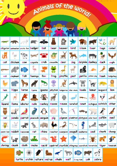 100 Animal flashcards + Animals Alphabet Poster + Animal Phonics! Animals Free Printable, Animals Alphabet, Phonics Flashcards, Phonics Cards, Montessori Cards, Phonics Posters, Bear Cat, Poster Animal, Animal Flashcards