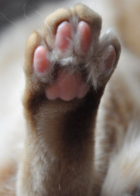 ... RABBIT FOOT RESTING | by mamaroo10 ~~Have a nice day!!! ; Nature, Jungkook Rabbit, Rabbit Paws, Rabbit Tracks, Bunny Paws, Foot Anatomy, Soft Kitty Warm Kitty, Rabbits Foot, Rabbit Pictures