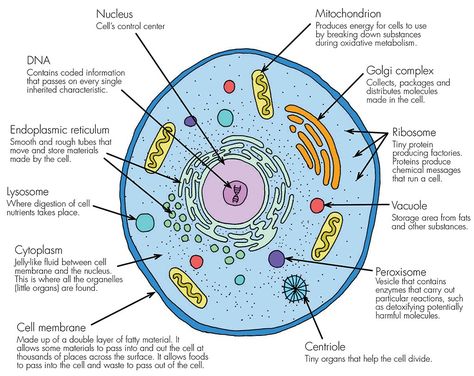 A basic, living animal cell with it’s organselles (mini organs) all working together to keep it functioning at it’s peak. Description from haleo.co.uk. I searched for this on bing.com/images Human Cell Diagram, Human Cell Structure, Plant Cell Drawing, Plant Cell Labeled, Plant Cell Project, Plant Cell Diagram, Plant Cell Structure, Membran Sel, Animal Cell Project