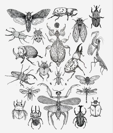 Scientific Bug Illustration, Bugs Drawing Reference, Bug Drawing Realistic, Sketches Of Insects, Botanical Insect Tattoo, Bug Tattoo Blackwork, Insect Vector Illustrations, Bug Aesthetic Drawing, Insect Reference Drawing