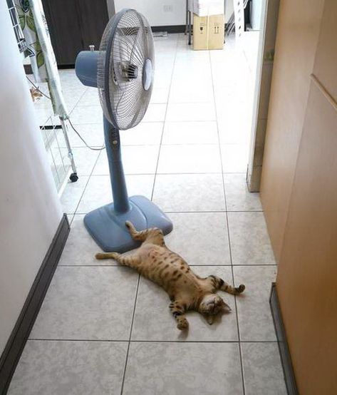 17 Animals That Know How To Stay Cool During The Summer Heat Funny Animal Pictures, Crazy Cat Lady, Gatos Cool, Söt Katt, Koci Humor, Meme Gato, 웃긴 사진, Cats Meow, 귀여운 동물