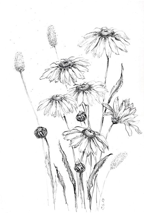 Flower Sketches Realistic, Flower Nature Drawing, Drawing Of Wildflowers, Floral Ink Drawing, Pen Drawings Of Flowers, Flowers Realistic Drawing, Pen Nature Drawings, Daisy Pencil Drawing, Wildflower Drawing Sketch