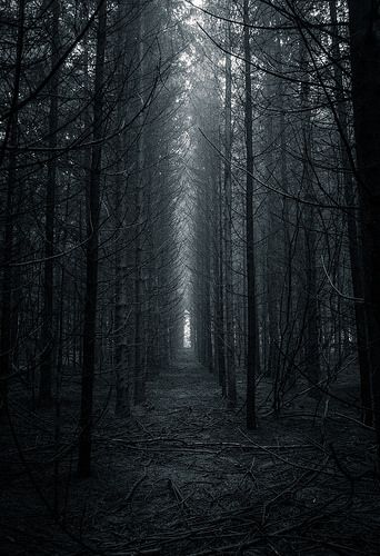 Untitled Mystical Forest, Forest Photography, Dark Places, Alam Semula Jadi, Dark Photography, Arte Horror, Dark Forest, Nature Aesthetic, Dark Wallpaper