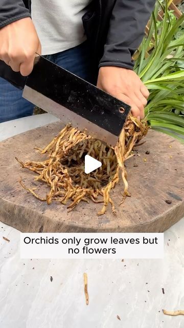 Plant Food Diy, Caring For Orchids, Orchid Propagation, Orchid Growing, Orchid Plant Care, Shade House, Household Plants, Garden Hacks, Orchid Garden