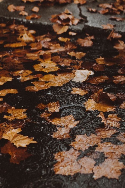 Herbst Bucket List, Fall Mood Board, Autumn Rain, Tapeta Pro Iphone, Fall Feels, Autumn Cozy, Fall Pictures, Best Seasons, Autumn Aesthetic