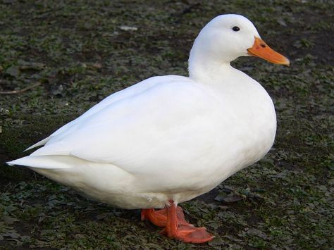 Ever since I was a little girl I've wanted a white duck. My neighbor's had one and he was the sweetest cute duck ever! He thought he was a dog. I'll have you one day Mister Sebastian! Duck Sitting, Duck Breeds, Cute Ducklings, Cute Duck, White Duck, White Ducks, Reference Photos, A Dog, Animal Pictures