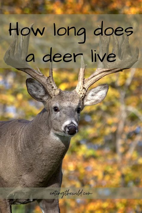 Nature, Buck Bed, Chinese Water Deer, Whitetail Deer Photography, Big Whitetail Bucks, Deer Habitat, Nature Facts, Deer Bedding, Water Deer