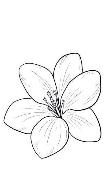 Flowering Plants Drawing, Lily Flower Sketch Simple, Flawores Art, A Drawing Of A Flower, Lily Flower Painting Easy, Paper Flowers Drawing, Lily Easy Drawing, Lilo And Stitch Flower Tattoo, Tiger Lily Drawing Simple