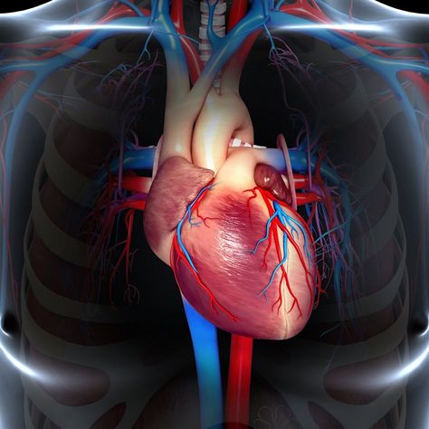 Heart Heart Care, Medical School Inspiration, Heart Pump, Science Articles, Heart Surgery, Medical Anatomy, Body Scanning, Pump It Up, Heart Images