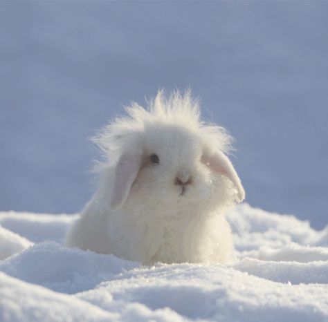 Instagram, The Bunny, Long Winter, On Instagram