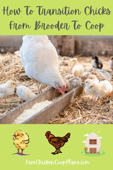 When you first buy those cute little chicks, you may not consider what happens in about 6 weeks...the transition to the coop! There is an easy way to transition them over the course of a week or so, with minimal stress. See the pin/article for details. 6 Week Old Chicks, Raising Chicks Week By Week, Chicken Coop Feeder Ideas, Chicks For Beginners, Chickens In The City, Backyard Chickens Diy, Chickens 101, Chicken Brooder, Urban Chicken Farming