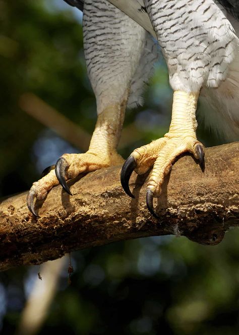 How big are harpy eagle talons? The adult harpy eagle’s talon is about 5 inches (13 cm). To give you an idea of just how large that is, a grizzly bear’s front claw just 2-4 inches!   #harpyeagle #talons #ecuador #birding Eagle Facts, Amazon Rainforest Animals, Eagle Talon, River Dolphin, Harpy Eagle, Howler Monkey, Giant Animals, Ecuador Travel, Rainforest Animals