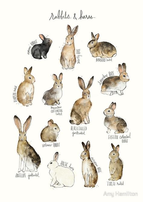 Rabbits & Hares by Amy Hamilton Lapin Art, Minecraft Banner, Hare Print, Banner Designs, Hummingbird Feeder, Rabbit Art, Bunny Art, Art Et Illustration, Arte Animal