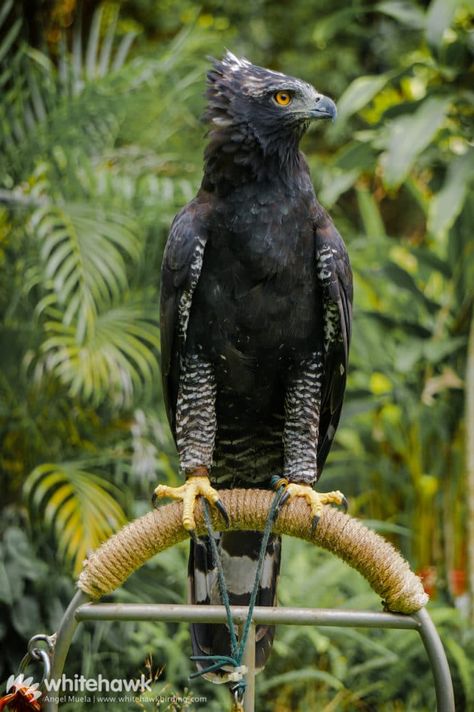 Nature, Hawk Eagle, World Birds, Black Hawk, Birds Of Prey, Natural History, Beautiful Birds, Bald Eagle, Eagles