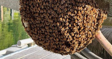 What to do when honey bees swarm - Gig Harbor Now Bees Swarm, Honey Bee Swarm, Bee Swarm, Gig Harbor, Dance It Out, Honey Bees, Community Business, Different Plants, Bee Keeping