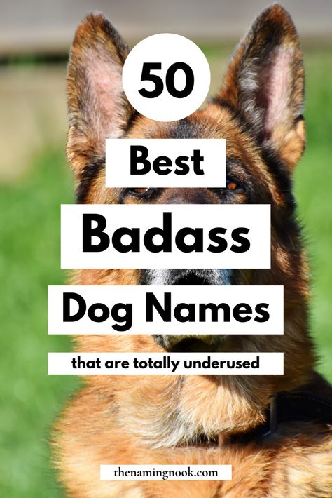 Want a cool and badass dog name idea that no one else is using? Check out our list of 50 badass names for dogs and puppies. Whether it's a male or female dog, you'll find the perfect cool and edgy dog names! dog name aesthetic, dog name ideas unique, unique puppy names. Unique Puppy Names Female Dogs, Male Puppy Names Unique, Masculine Dog Names, Strong Male Dog Names, Trendy Dog Names, Dogs Names Female, Cutest Dog Names, Female Dog Names Unique, Unique Puppy Names