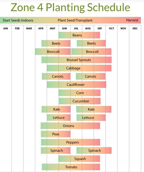 For those of us way up north heres the zone 4 schedule for starting seeds indoors #diy #gardening #garden #home Planting Schedule, Garden Prepping, When To Plant Vegetables, Starting Seeds, Vegetable Garden Planning, Gardening Zones, Vegetable Garden Diy, Homestead Gardens, Starting Seeds Indoors