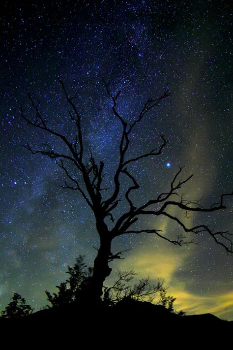 chromatic-moon:  escape-through—the-wardrobe:  expressions-of-nature:  The Magic Colors of the Night | Russo Francesco  *~A World of Pure Imagination~* Chiaroscuro, Milky Way, Majestic Nature, Magic Colors, Lone Tree, Night Photos, Beautiful Nature Wallpaper, Beautiful Tree, Natural Wonders